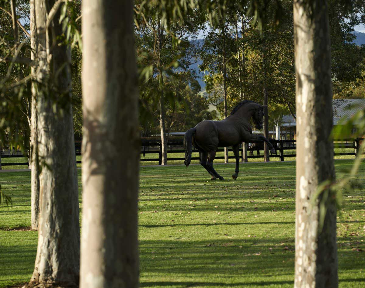 Arrowfield roster assembles for Open House