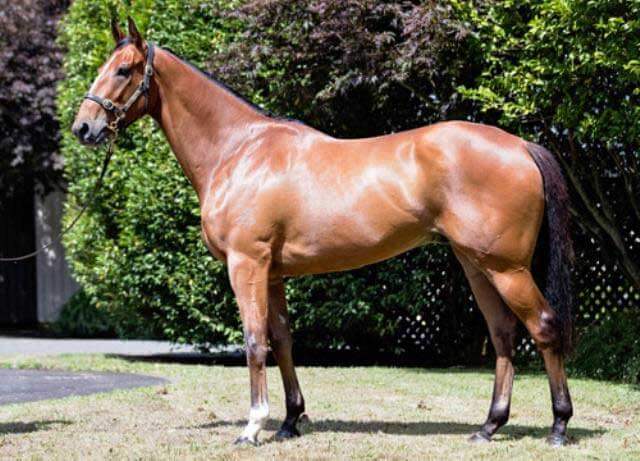 Arrowfield sires star in Hong Kong Sale