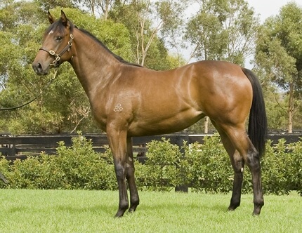 View Arrowfield Magic Millions yearlings now