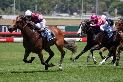 Redoute's Choice opens 2011 with winning quartet