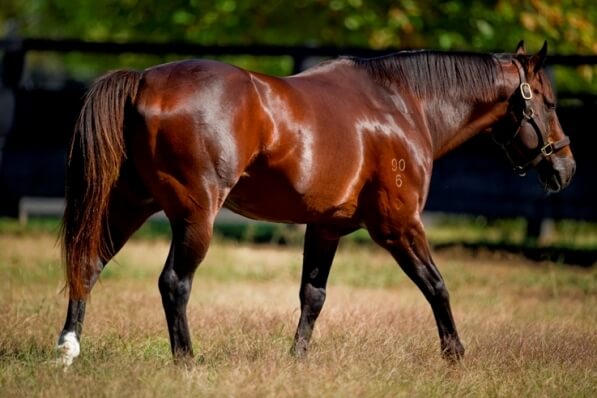 Sons of Arrowfield stallions lead Royal Ascot challenge