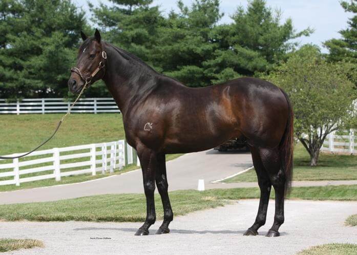 G1 stud success for All American relative
