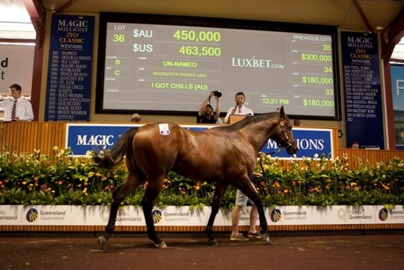 Buyers choose Redoute's at Magic Millions