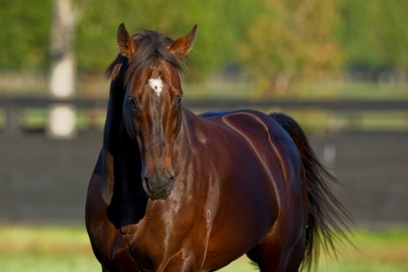 Redoute's Choice will shuttle to France in 2013