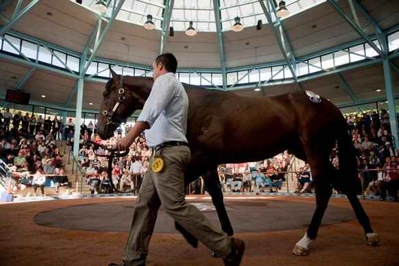 A $6 million day for Redoute's Choice & son