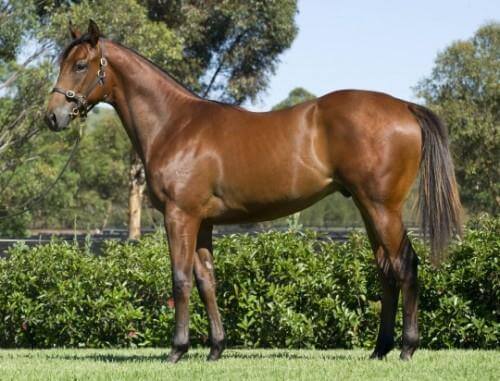 Third stakes win for Arrowfield graduate