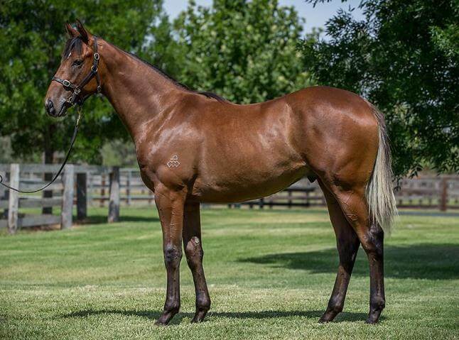 Strong interest in Dundeel's dozen at Magic Millions