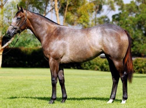 New Group 1 winner for Redoute's Choice & Arrowfield
