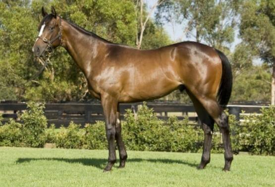 Snitzel notches up his 25th stakeswinner