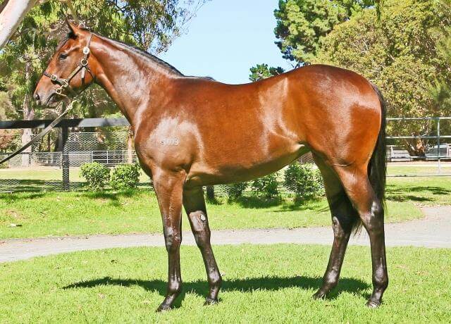 Snitzel filly makes stakes-winning debut