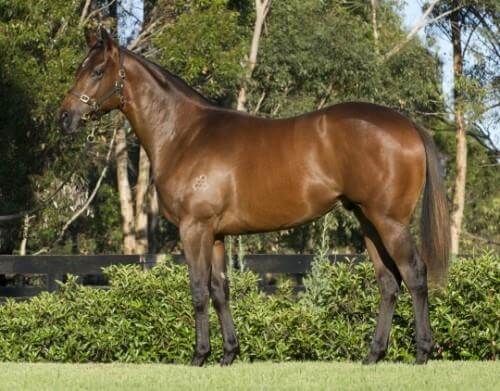 New stakeswinner for Arrowfield's Magic Millions record