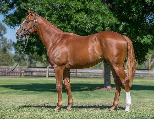 Olympic Glory yearlings in demand at Magic Millions