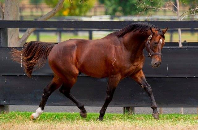Spectacular season for Arrowfield roster