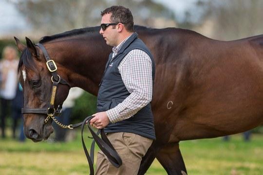 Redoute's Choice receives Champion Sire award