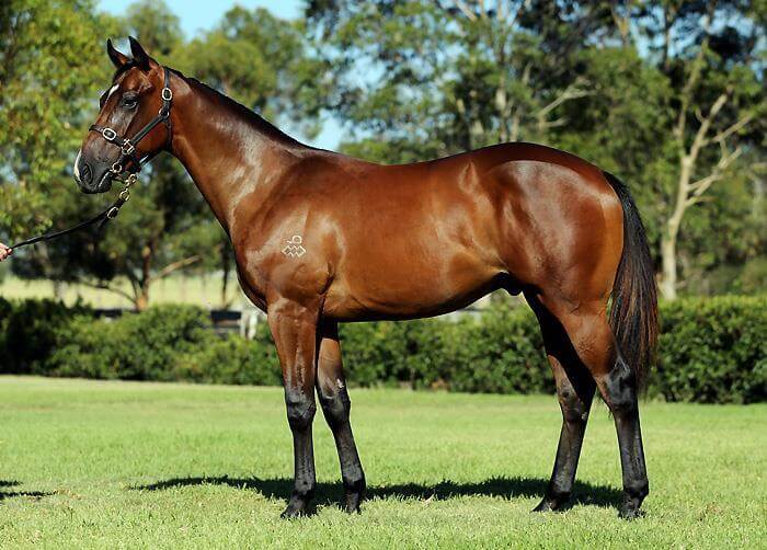 Arrowfield's spectacular Inglis Premier record