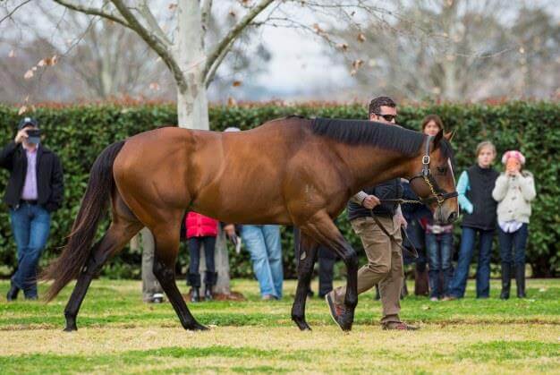 Snitzel's new Group performer in Japan