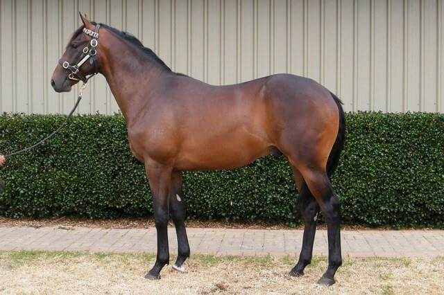 Record NZ price for Snitzel colt