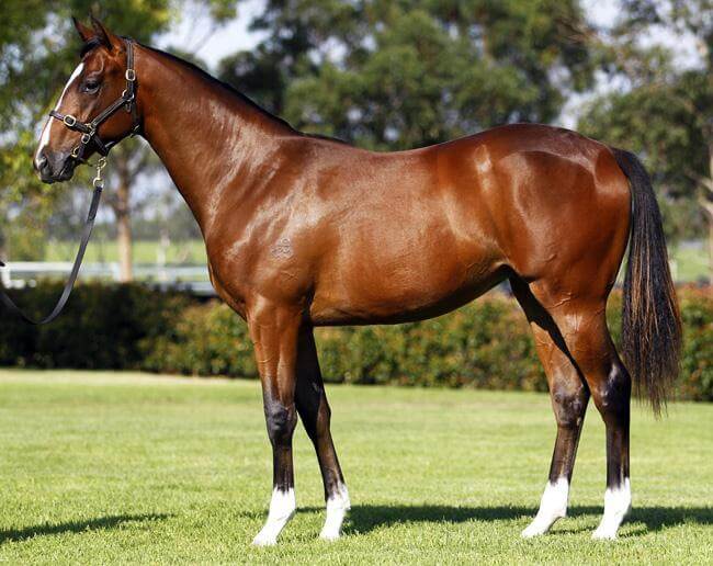 Snitzel filly sells for $350,000