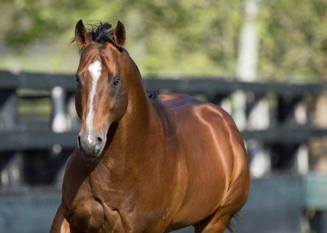 Snitzel equals 40-year-old record