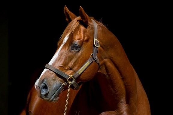 Starcraft to stand at Rosemont Stud