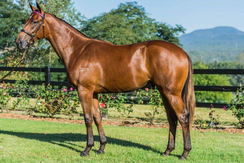 Redoute's Choice colts salute for Spendthrift