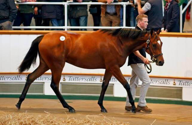 725,000 guineas for Redoute's Choice filly
