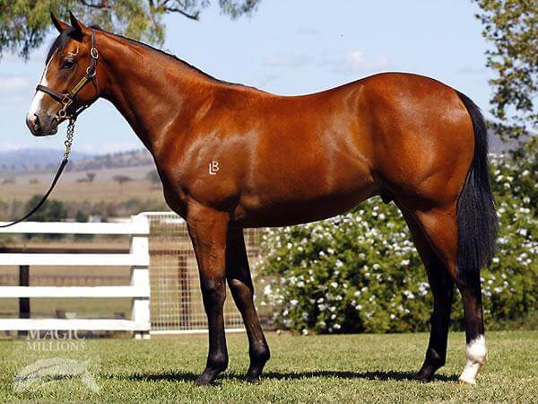 Snitzel colt on target for the Blue Sapphire