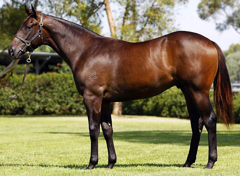Leading buyers secure Choice yearlings