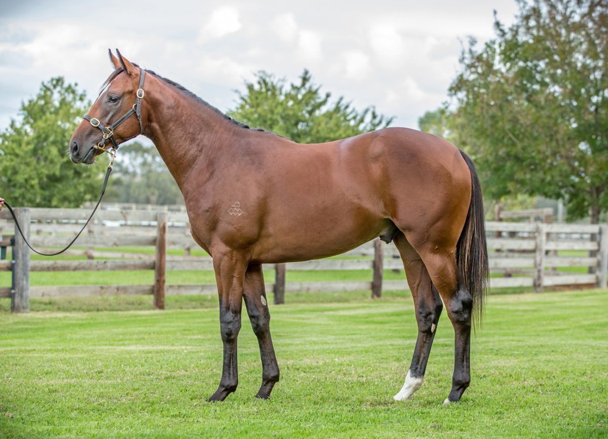 Dundeel colt wins in South Africa
