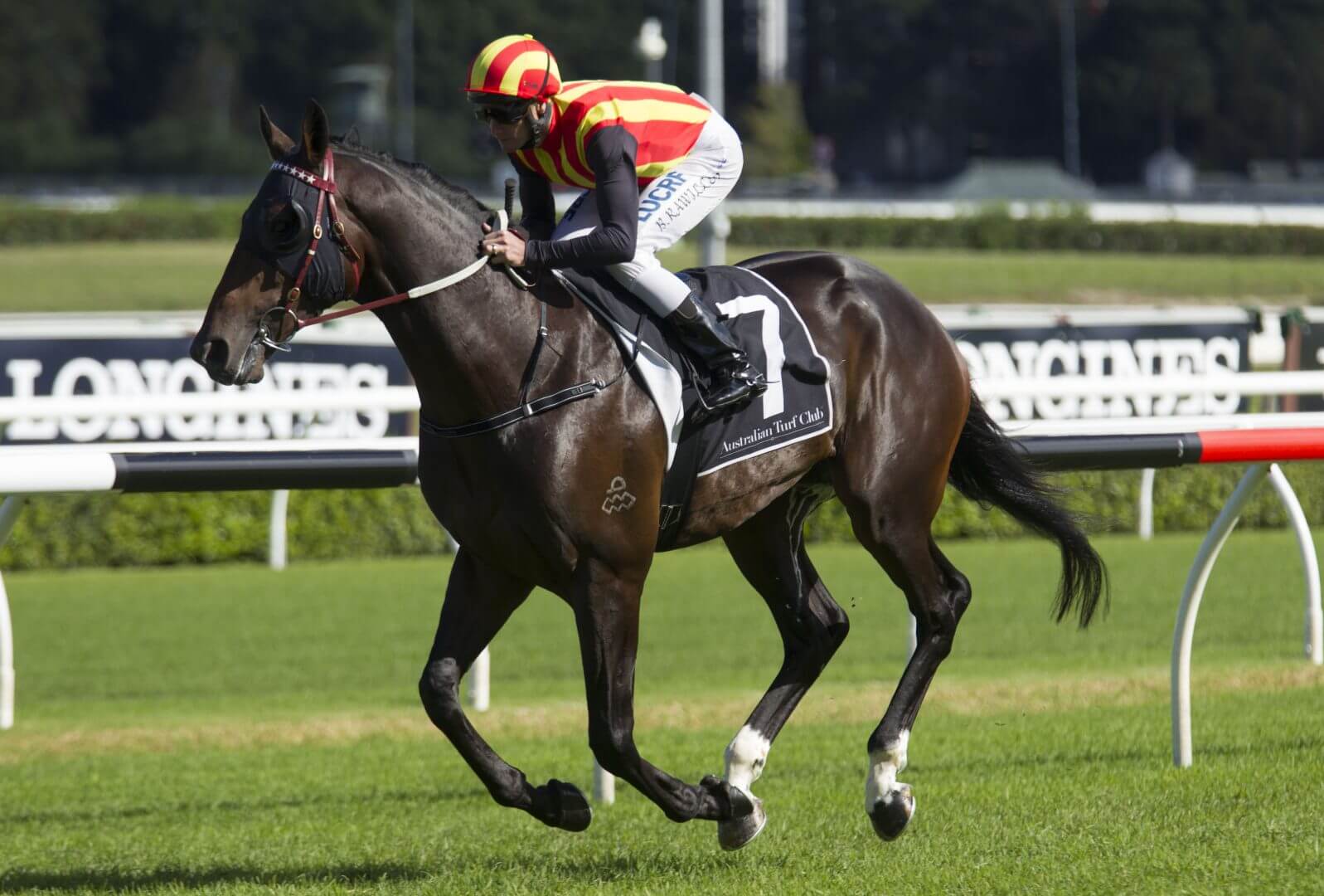 First Australian stakeswinner for Animal Kingdom