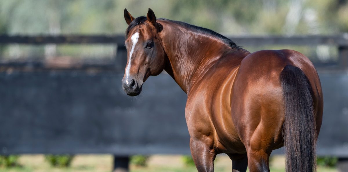 Snitzel joins the Greats with his third Championship
