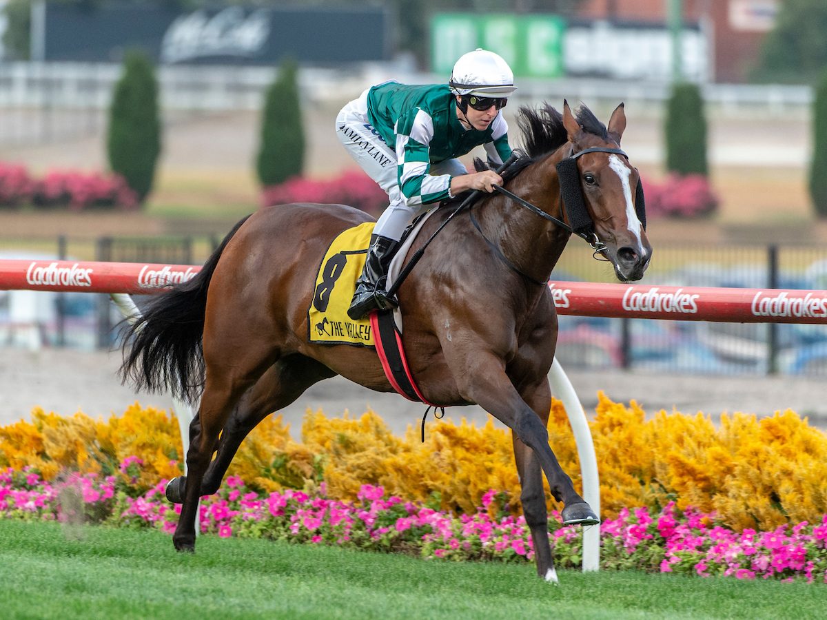 Cheers to Snitzel’s 88th stakeswinner