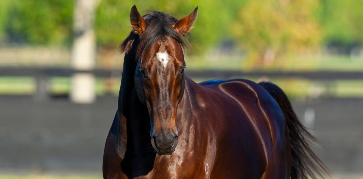 Australia’s King of Sires Redoute’s Choice dies at Arrowfield