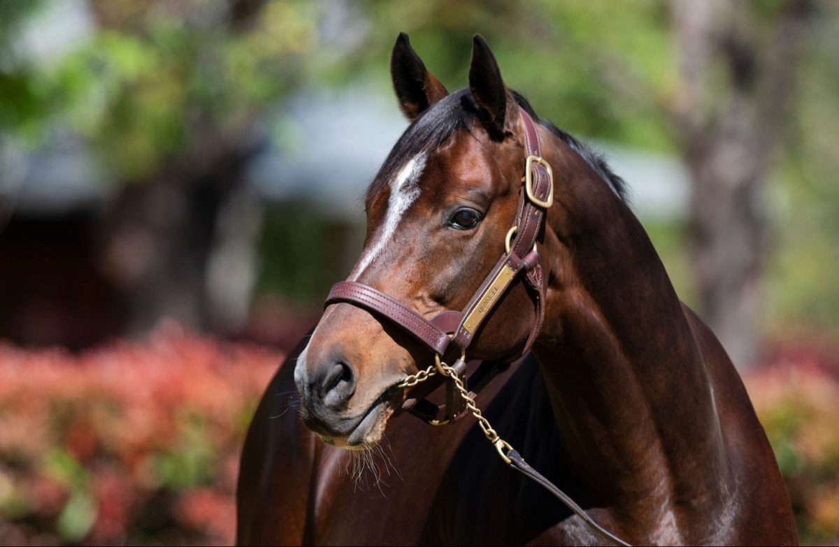 Arrowfield announces 2019 Stallion Roster & Fees