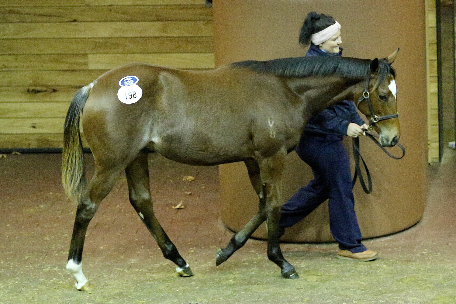 Weanling sets new record for Dundeel