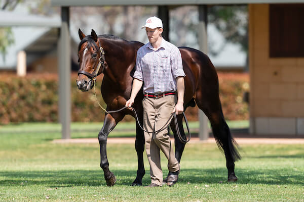 Arrowfield applauds Yasuda Kinen trifecta