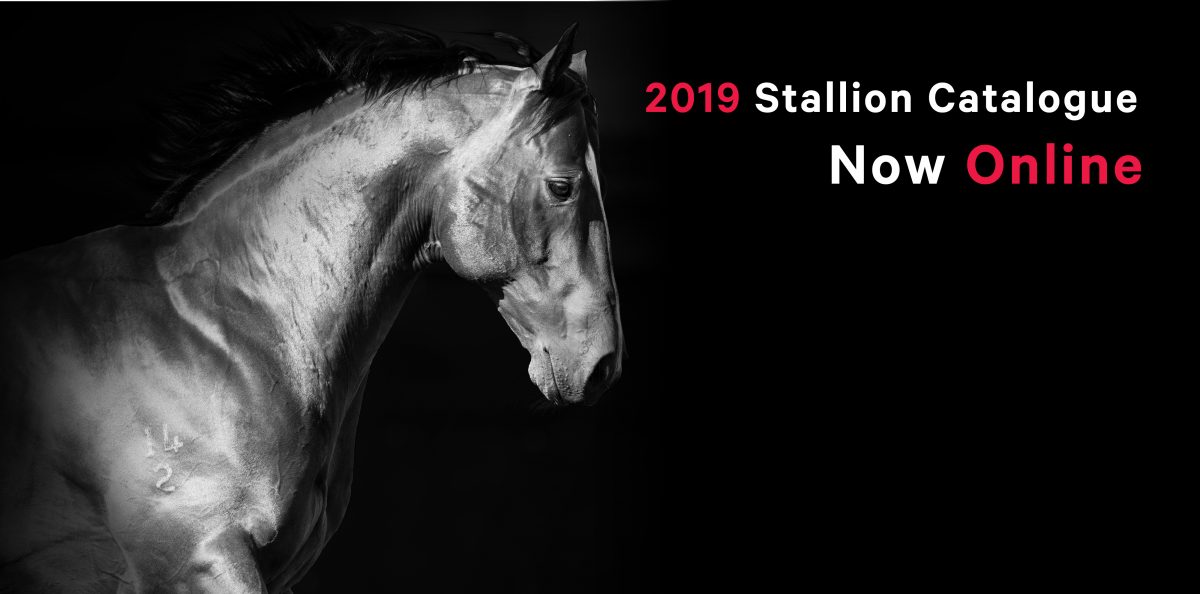 View the 2019 Arrowfield Stallions