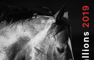 View the 2019 Arrowfield Stallions