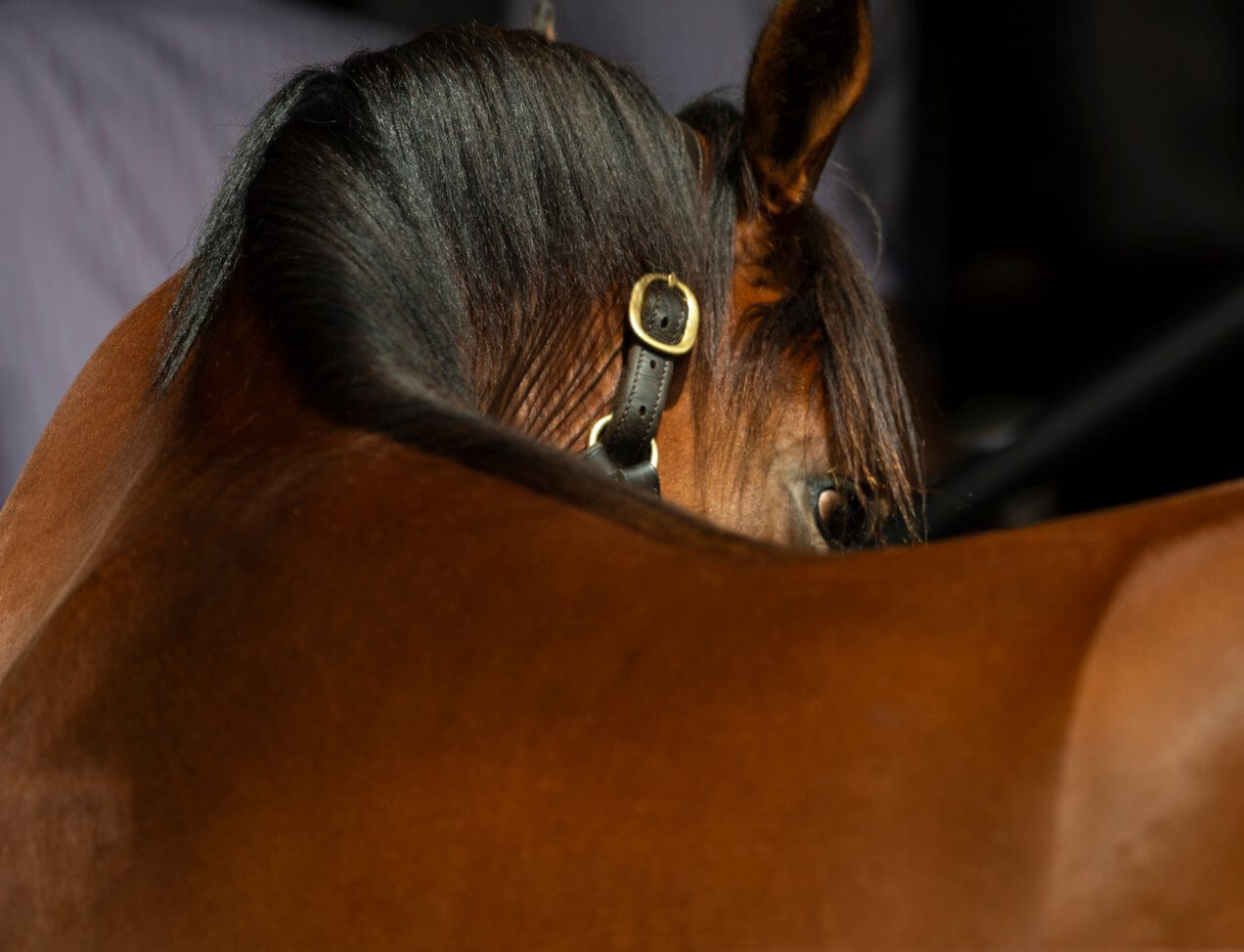 View the 2020 Arrowfield Magic Millions draft