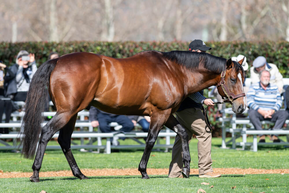 A Snitzel blitz at Doomben