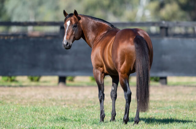 Snitzel loads up his 109th stakeswinner