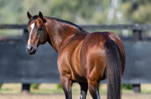 96th stakeswinner for Champion Sire Snitzel