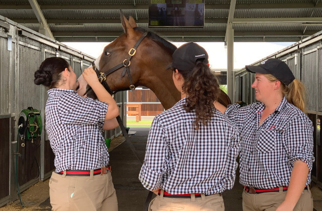 Young Arrowfield sires popular at Inglis Classic