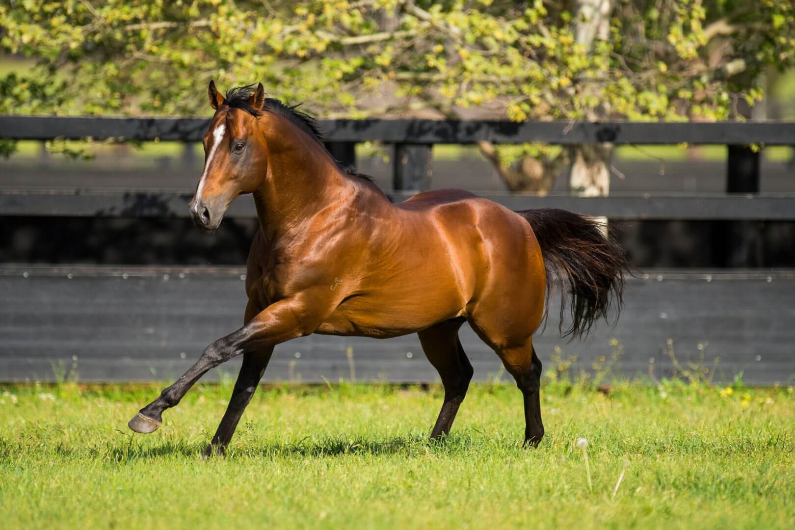 The escalating success of Snitzel’s 2YOs