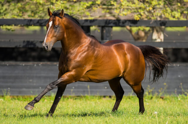 Strong Arrowfield team for 2020 Golden Slipper