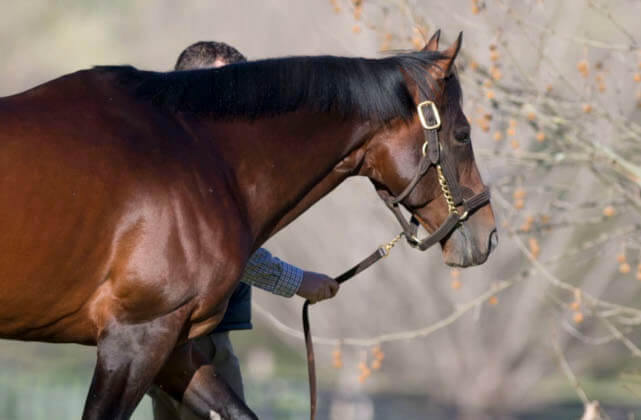 First Group 1 winner for Real Impact