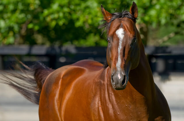 Snitzel on track for third 2YO Sires’ crown