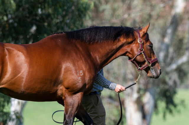 Arrowfield Mating Insights #1: The Autumn Sun