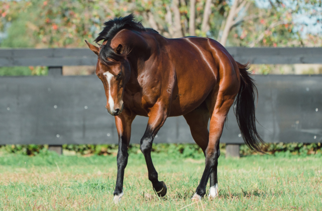 Arrowfield Mating Insights #3: Castelvecchio