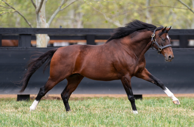 Arrowfield showcases new generation sires at Classic